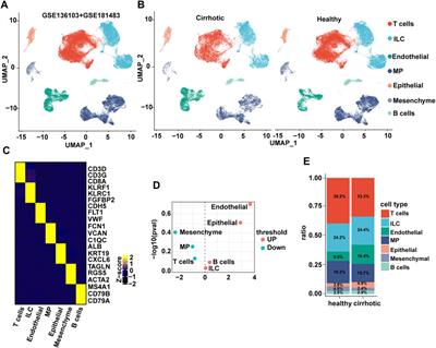Endothelial anthrax toxin receptor 2 plays a protective role in liver fibrosis